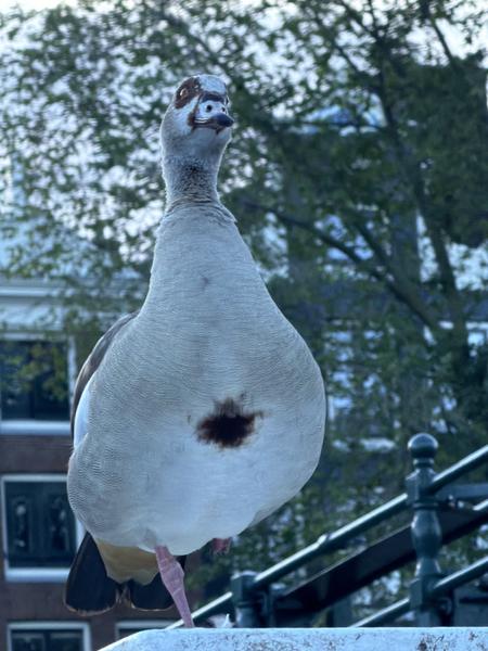 An Egyptian Goose stands gracefully on one leg atop a bridge railing, its gaze directed upwards